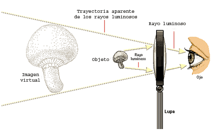 La lupa